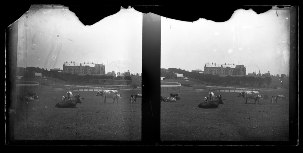 Paddock with Cows, Lake, Southwest to St John's College