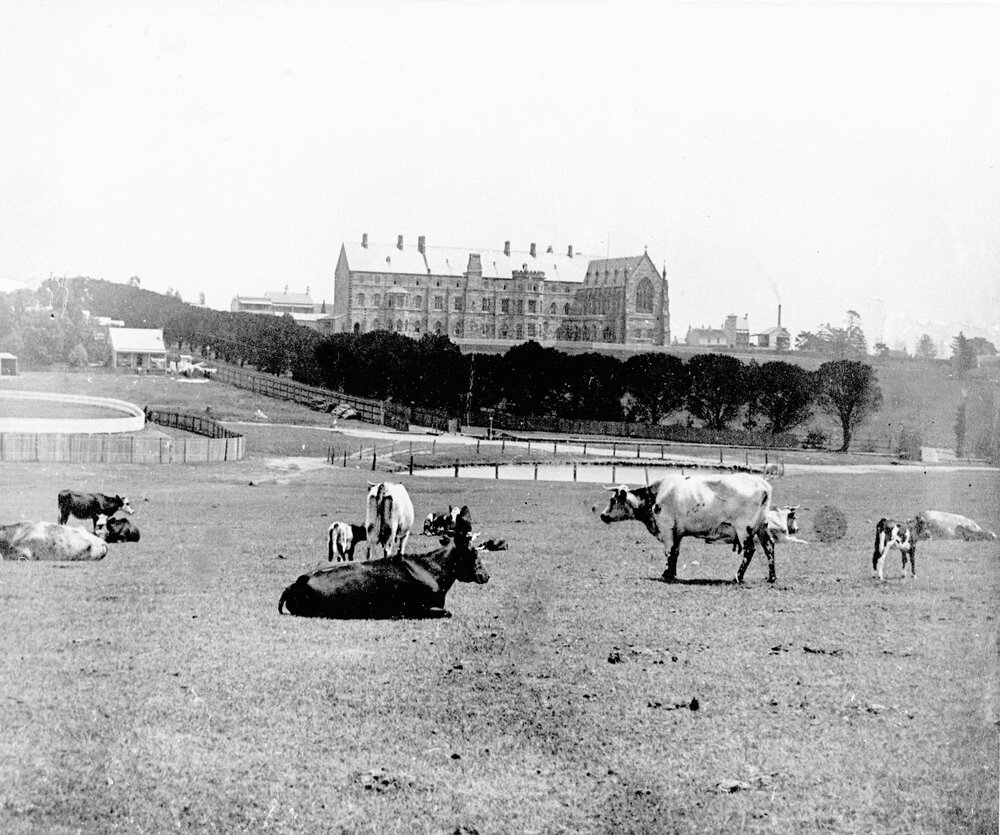 View of St John's College and Grounds with Cows in Foreground