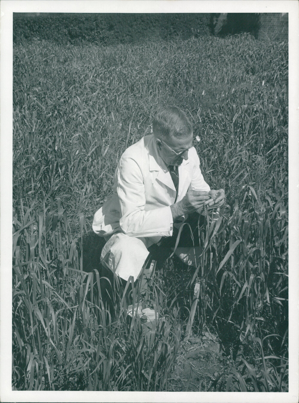 Professor WL Waterhouse