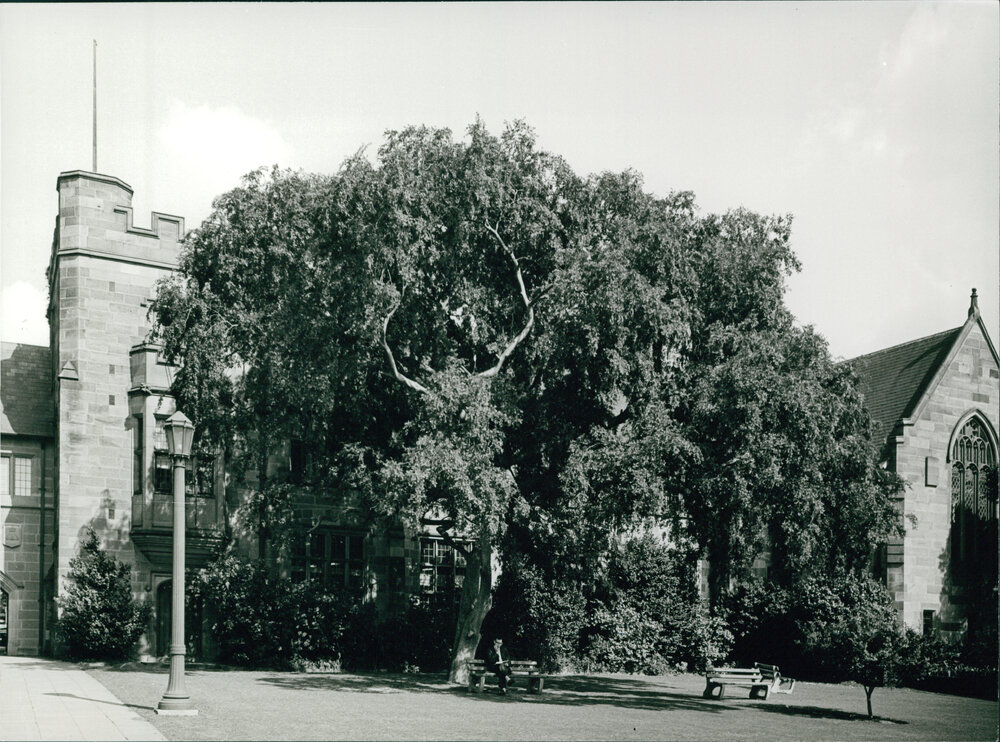 Chinese Elm on Botany Court/Lawn