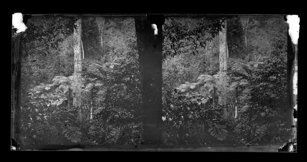Bush Scene with Tree Ferns, Possibly Kurrajong or Mt Tomah
