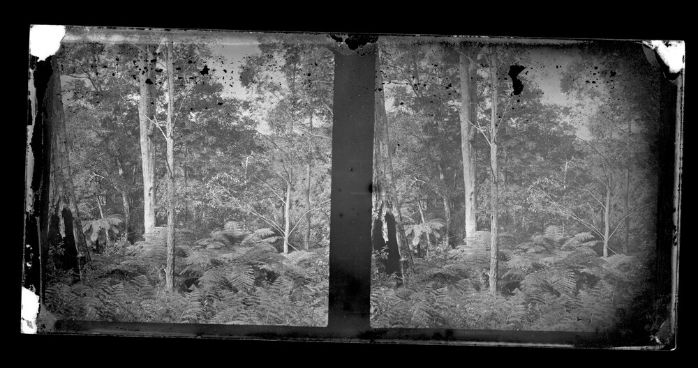Bush Scene with Tree Ferns, Possibly Kurrajong or Mt Tomah