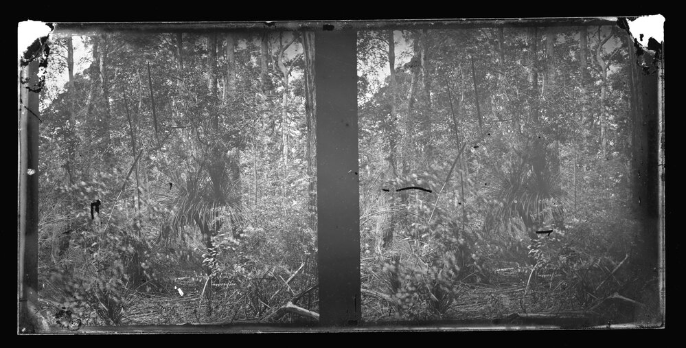 Bush Scene with Heavy Undergrowth, Possibly Kurrajong or Mt Tomah