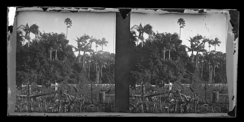 Clearing with Tree Trunks, Fence and Tall Palms, Possibly Kurrajong or Mt Tomah