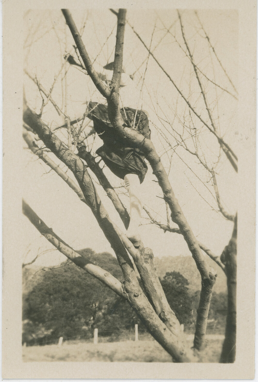 Pruning Fruit Trees at Sydney Teachers College Camp