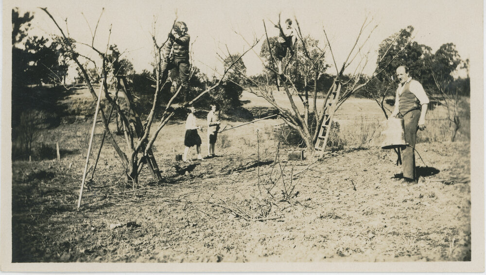 Students Pruning Fruit Trees at Sydney Teachers College Camp