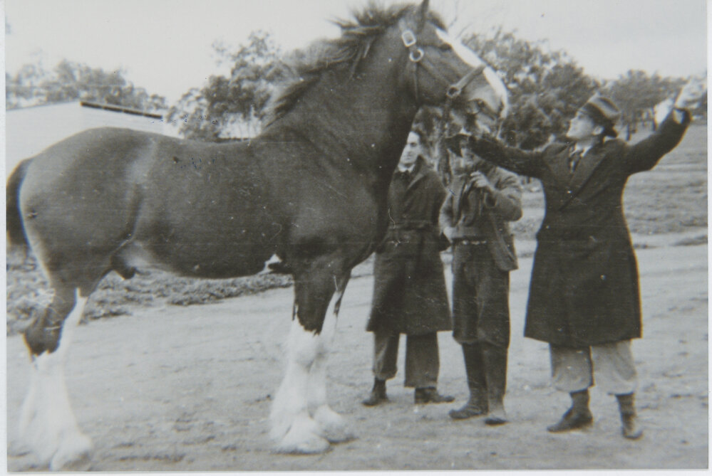 Jeremy Steel with a Horse, 2nd Year of Veterinary School, Wagga Wagga