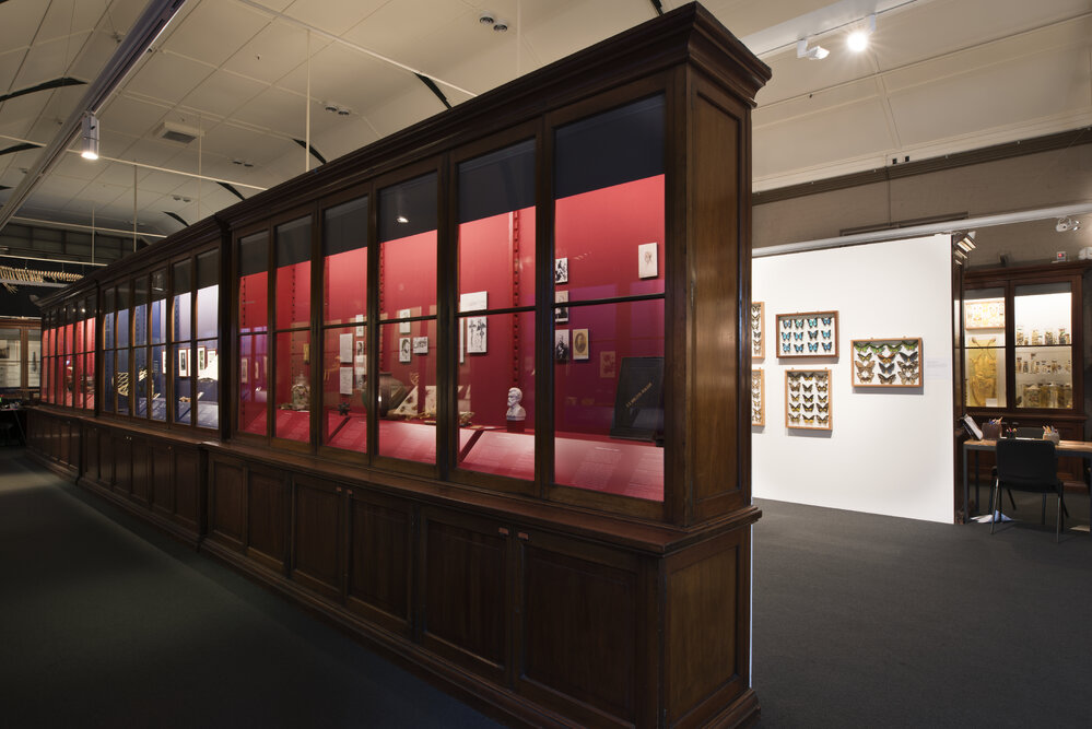 Macleay Museum Display Cabinet