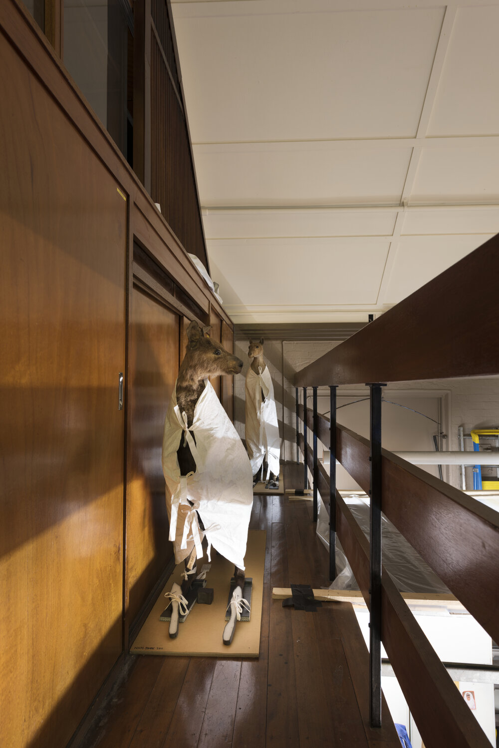 Macleay Museum Storage Gantry