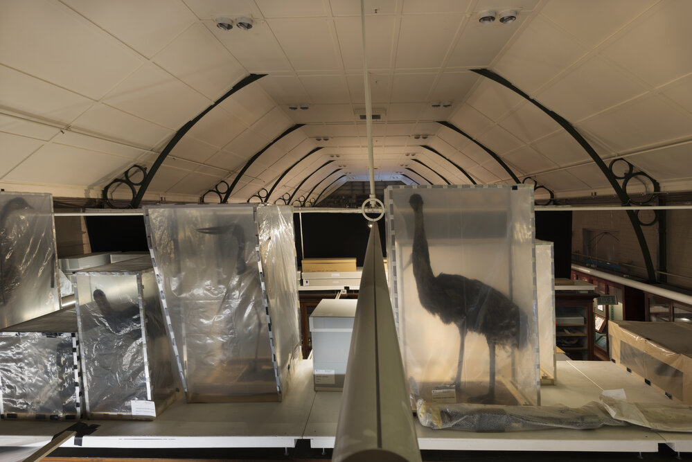 Macleay Museum Storage, Birds in Stillages