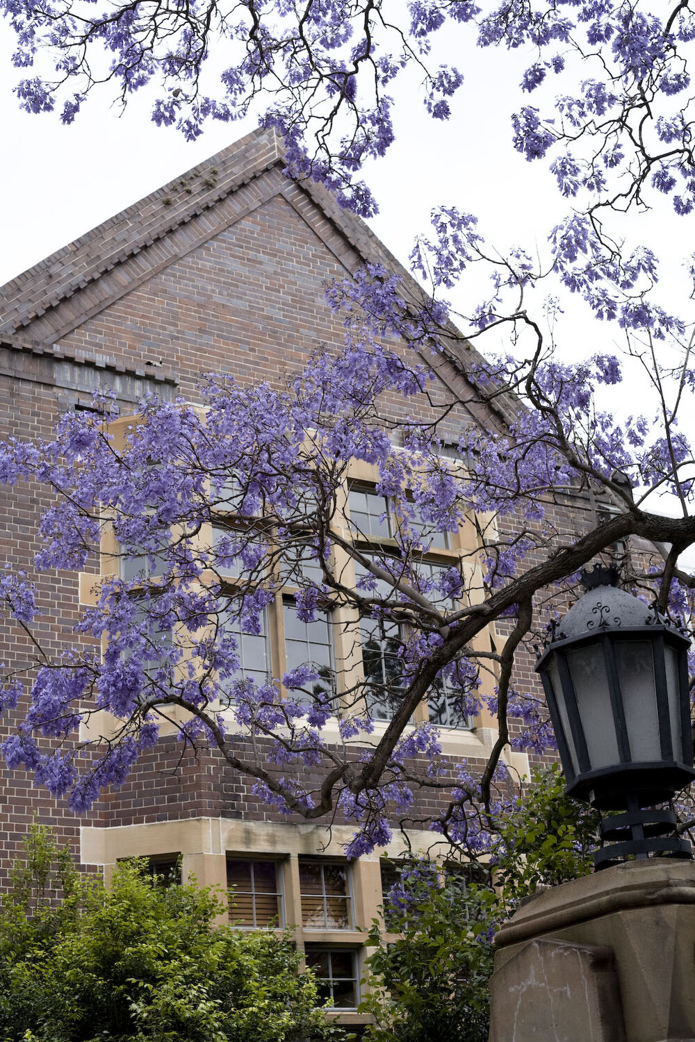 Manning House with Jacaranda in Bloom