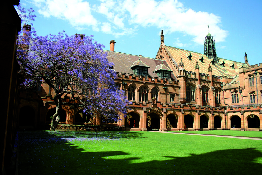 Quadrangle and MacLaurin Hall with Jacaranda Tree in Bloom