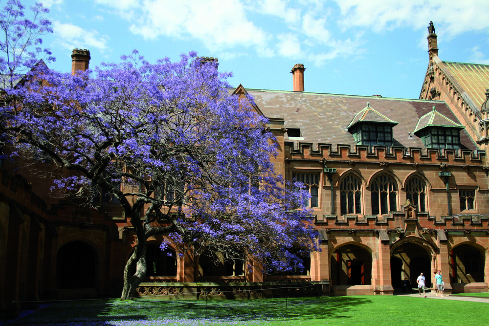 Quadrangle and MacLaurin Hall with Jacaranda Tree in Bloom
