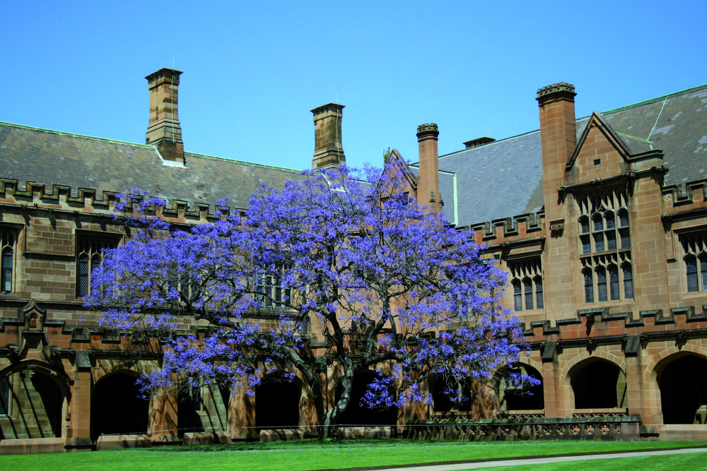 Quadrangle Jacaranda Tree in Bloom 