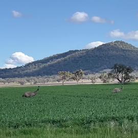Emus at Nowley Farm
