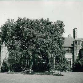 Botany Court/Lawn with Chinese Elm