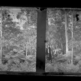 Bush Scene with Tree Ferns, Possibly Kurrajong or Mt Tomah