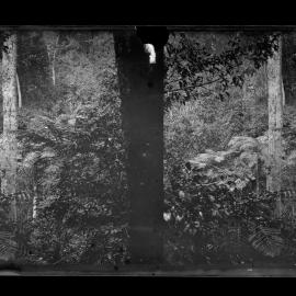 Bush Scene with Tree Ferns, Possibly Kurrajong or Mt Tomah