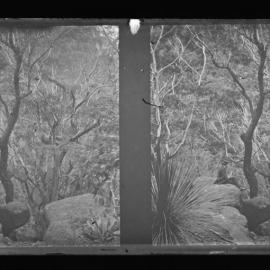 Bush with Rocks and Blackened Tree, Possibly Kurrajong or Mt Tomah
