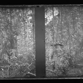 Bush Scene with Heavy Undergrowth, Possibly Kurrajong or Mt Tomah