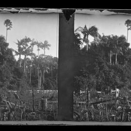 Clearing with Tree Trunks, Fence and Tall Palms, Possibly Kurrajong or Mt Tomah