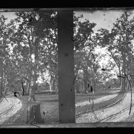 Bush Clearing with Track and Wheel Marks, Possibly Kurrajong or Mt Tomah