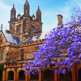Quadrangle with Jacaranda in Bloom
