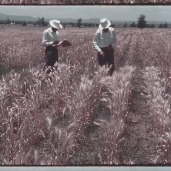 Breeding Disease Resistant Wheat: The Story of Wheat Breeding Within the University of Sydney