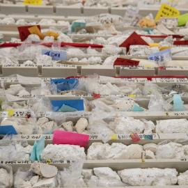 Coral Samples Taken at One Tree Island Research Station 