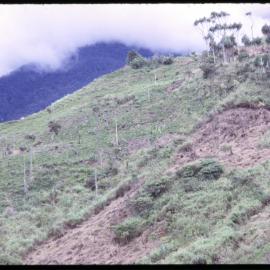 Garden, Papua New Guinea