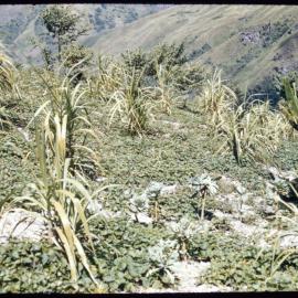 Garden, Papua New Guinea