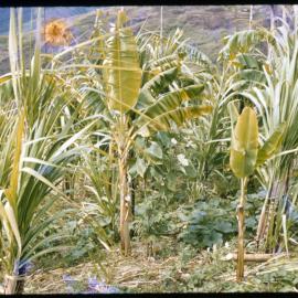 Garden, Papua New Guinea