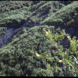 Grass and Shrub, Papua New Guinea