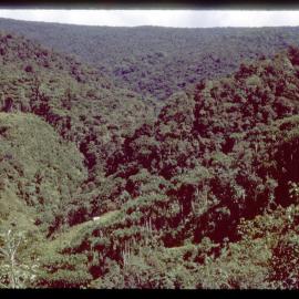 Forest, Papua New Guinea