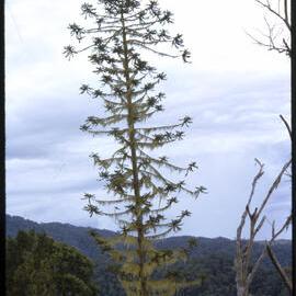 Klinki Pine