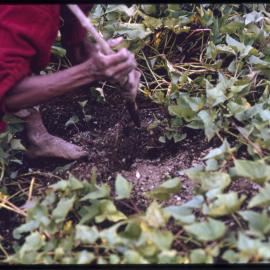 Woman Digging in Soil