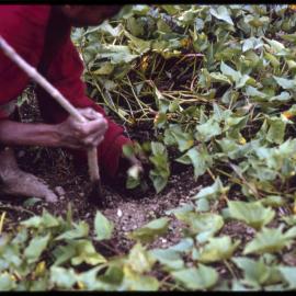 Woman Digging in Soil