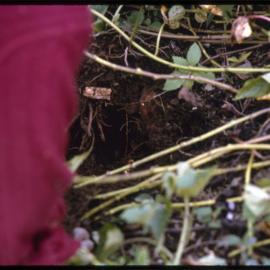 Woman Digging in Soil