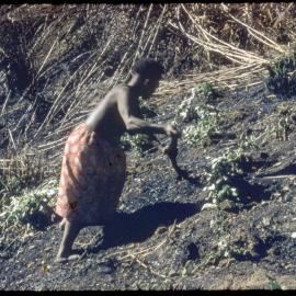 Geniam Planting Pots