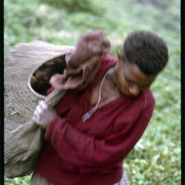 Woman Collecting Sweet Potatoes