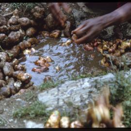 Woman Washing Sweet Potatoes