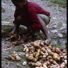 Woman Washing Sweet Potatoes