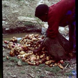 Woman Washing Sweet Potatoes