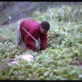 Woman Digging