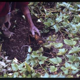 Woman Collecting Sweet Potatoes