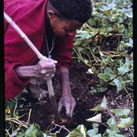 Woman Collecting Sweet Potatoes