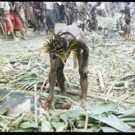 Man Preparing Pigs in Hamlet for Ceremony