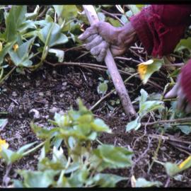 Woman Digging Sweet Potato Plants