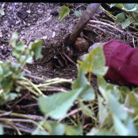 Woman Digging Sweet Potato Plants