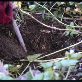 Woman Digging Sweet Potato Plants